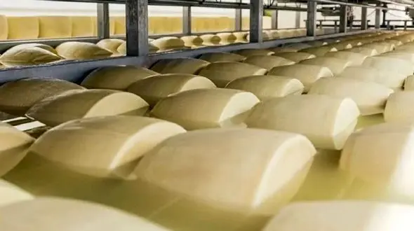 ببینید / ساخت پنیر در کارخانه به سبک مدرن + فیلم 