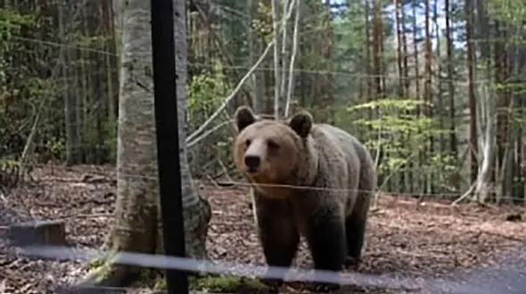 بازگشت به طبیعت: سرنوشت تازه خرس‌ های رقصان بلغارستان + فیلم