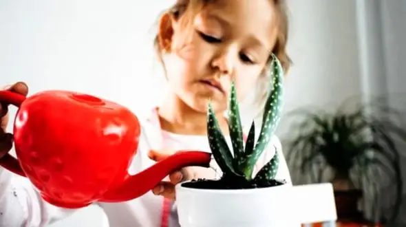 گیاهان آپارتمانی مضر برای کودکان: کدام گیاهان خطرناک هستند؟