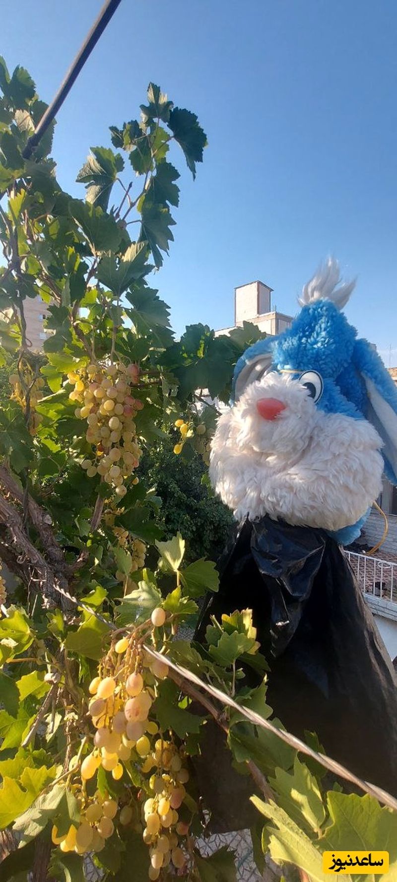 مترسک