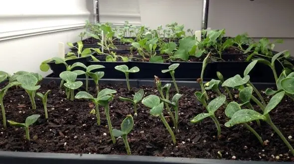 کاشت سبزه عید با تخمه کدو + آموزش