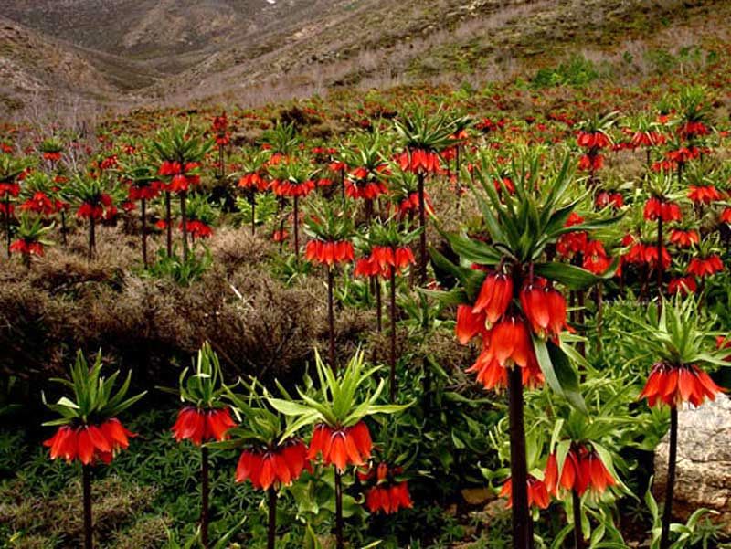 لاله های واژگون در کوهپایه های کوهرنگ چهار محال بختیاری