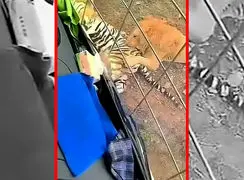 فیلم حادثه وحشتناک در باغ وحش چین / ببر سیبری کشته شد