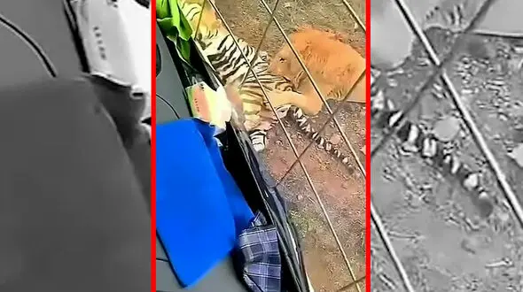 فیلم حادثه وحشتناک در باغ وحش چین / ببر سیبری کشته شد