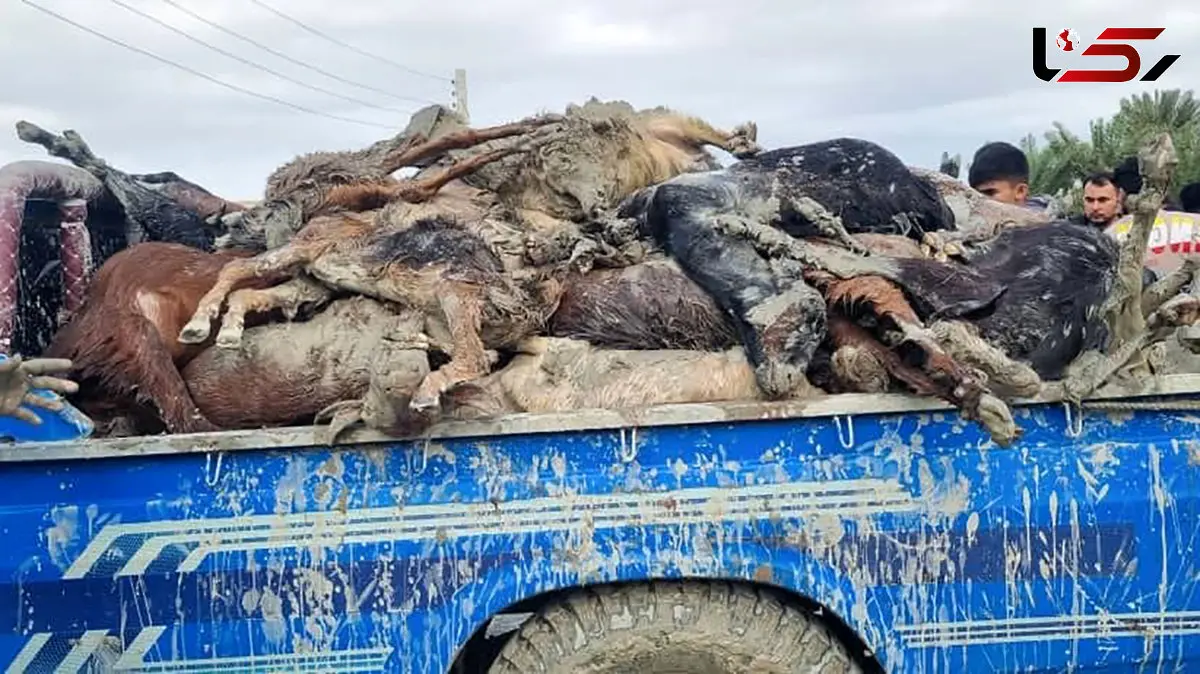 مرگ احشام روستای مهرگی در سیل وحشتناک / امدادگران و مسئولان به میدان بیایند، خانه های مردم پر از گل و لای است + عکس و فیلم