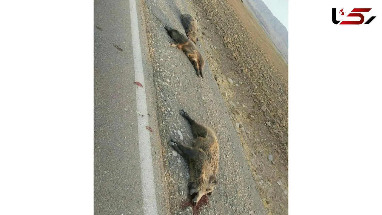 2 عکس تلخ از قتل عام گرازها در آبدانان