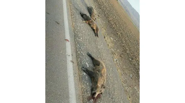 2 عکس تلخ از قتل عام گرازها در آبدانان