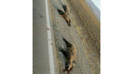 2 عکس تلخ از قتل عام گرازها در آبدانان