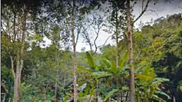 تفریح مرگبار گردشگر کانادایی / سقوط از ارتفاع 100 متری در دل جنگل