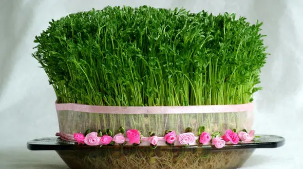 طرح جالب شهرداری اصفهان در روز آشتی با طبیعت / سبزه بده ؛ دستمال بگیر!+ فیلم 