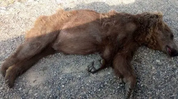 فیلم شکار خرس مرد بی رحم را زمینگیر کرد