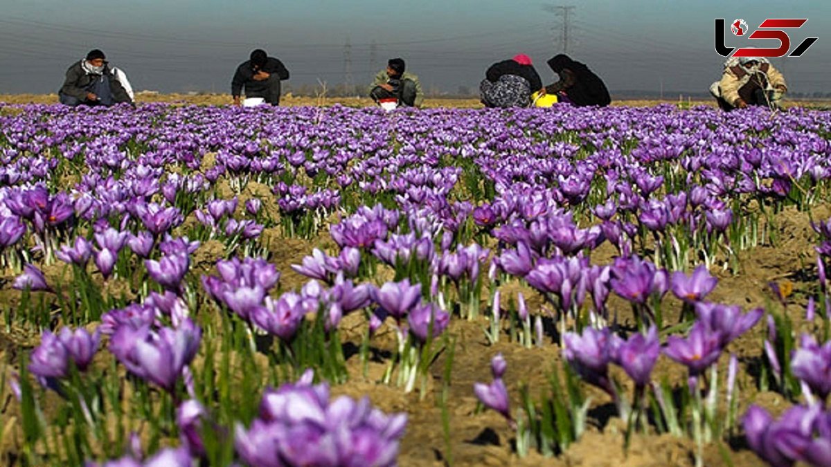 سرمازدگی عامل کاهش تولید زعفران در کشور 