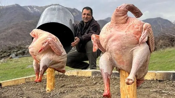 تهیه بریانی بوقلمون زیر بشکه / غذای روستایی آذربایجان + فیلم