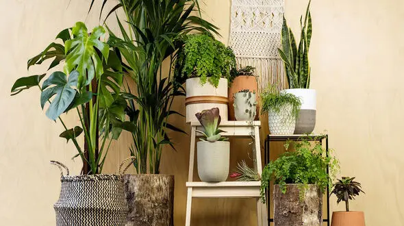 5 درختچه بزرگ برای لوکس شدن خانه تان + عکس