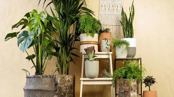 5 درختچه بزرگ برای لوکس شدن خانه تان + عکس