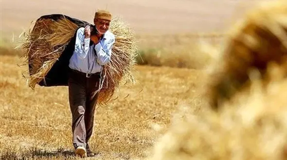 70 درصد مطالبات گندمکاران پرداخت نشده است / قطع 7 ساعته برق، روزانه یک‌ سوم تولید کشاورزان را از بین برد