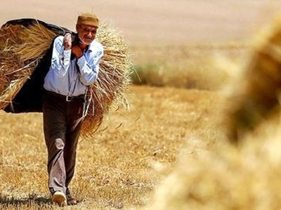 70 درصد مطالبات گندمکاران پرداخت نشده است / قطع 7 ساعته برق، روزانه یک‌ سوم تولید کشاورزان را از بین برد