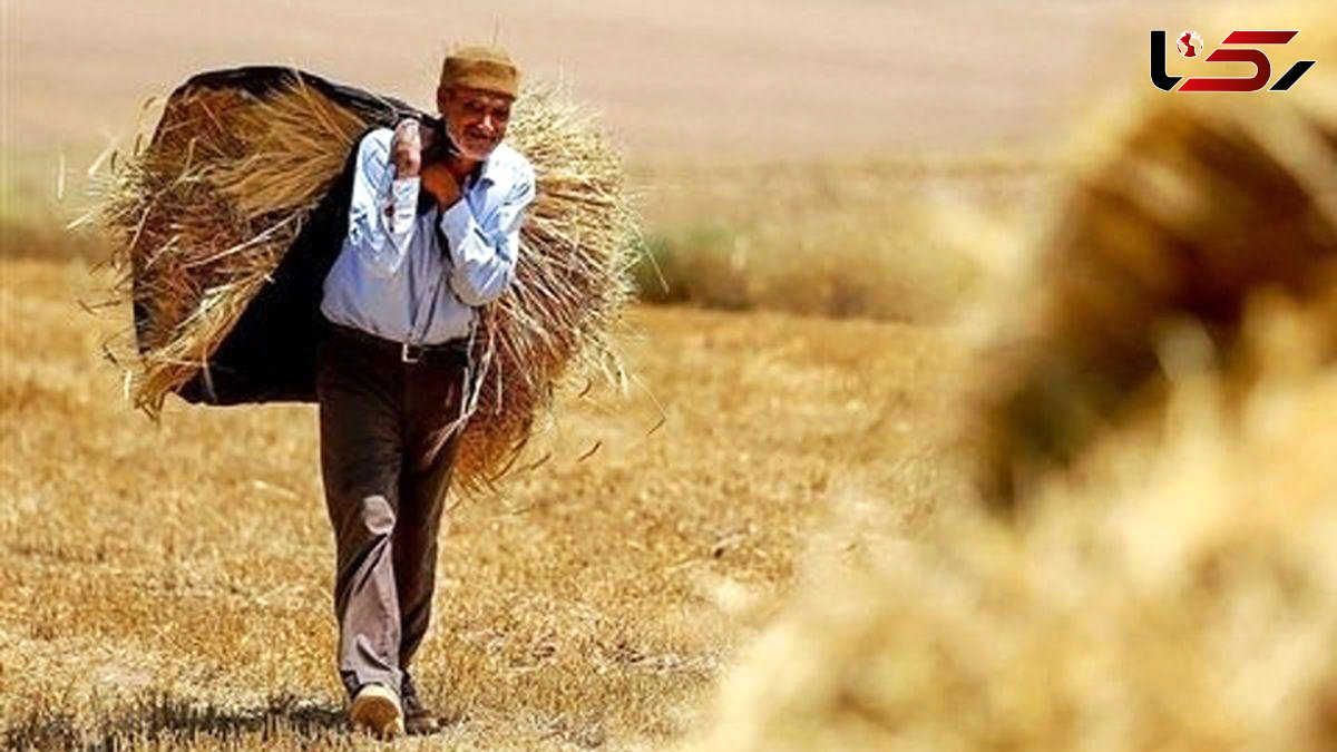  70 درصد مطالبات گندمکاران پرداخت نشده است / قطع 7 ساعته برق، روزانه یک‌ سوم تولید کشاورزان را از بین برد 