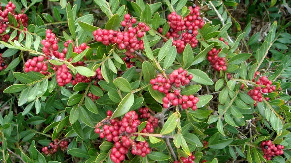 گیاهی برای تسکین درد دندان 