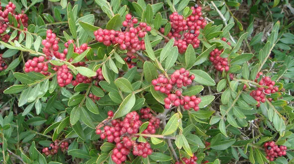 گیاهی برای تسکین درد دندان 