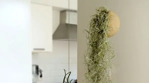 روش نگهداری از خزه اسپانیایی