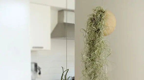 روش نگهداری از خزه اسپانیایی