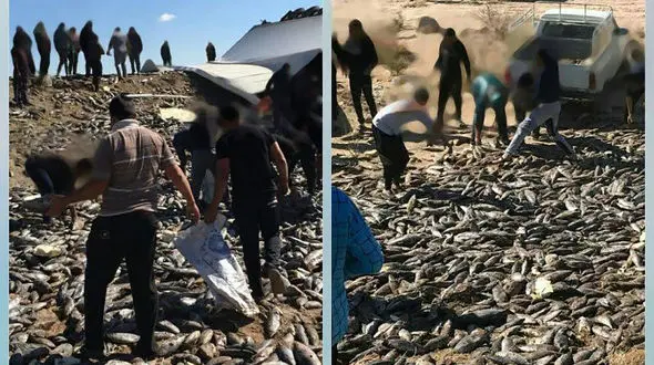 فیلم واژگونی تریلر حامل بار ماهی در جاده سیرجان / مردم هجوم آوردند و ..! + عکس