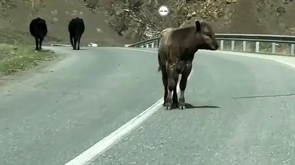 از سقوط گاو از روی کوه  تا سلطان جنگل