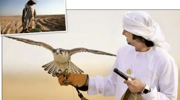 قاچاق محیط زیست ایران به شیوخ عرب+ تصاویر