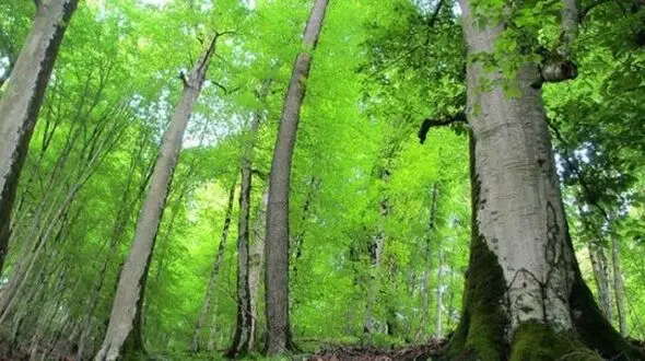 جویندگان قارچ در جنگل‌های نوشهر همه را به دردسر انداختند !