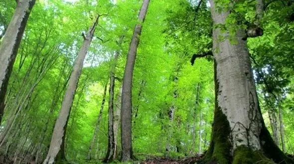 جویندگان قارچ در جنگل‌های نوشهر همه را به دردسر انداختند !