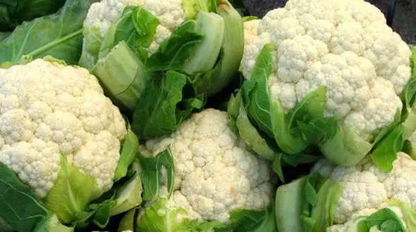 چربی سوزی عالی با 10 خوراکی 