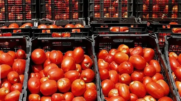 گوجه‌فرنگی و جنگ با کرونا