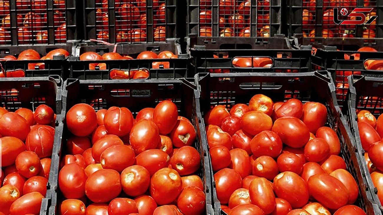 بررسی قیمت انواع میوه ها / کاهش قیمت گوجه تازه‌رس