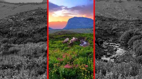 فیلم زیبایی قوچ‌ها در کوهستان سرسبز