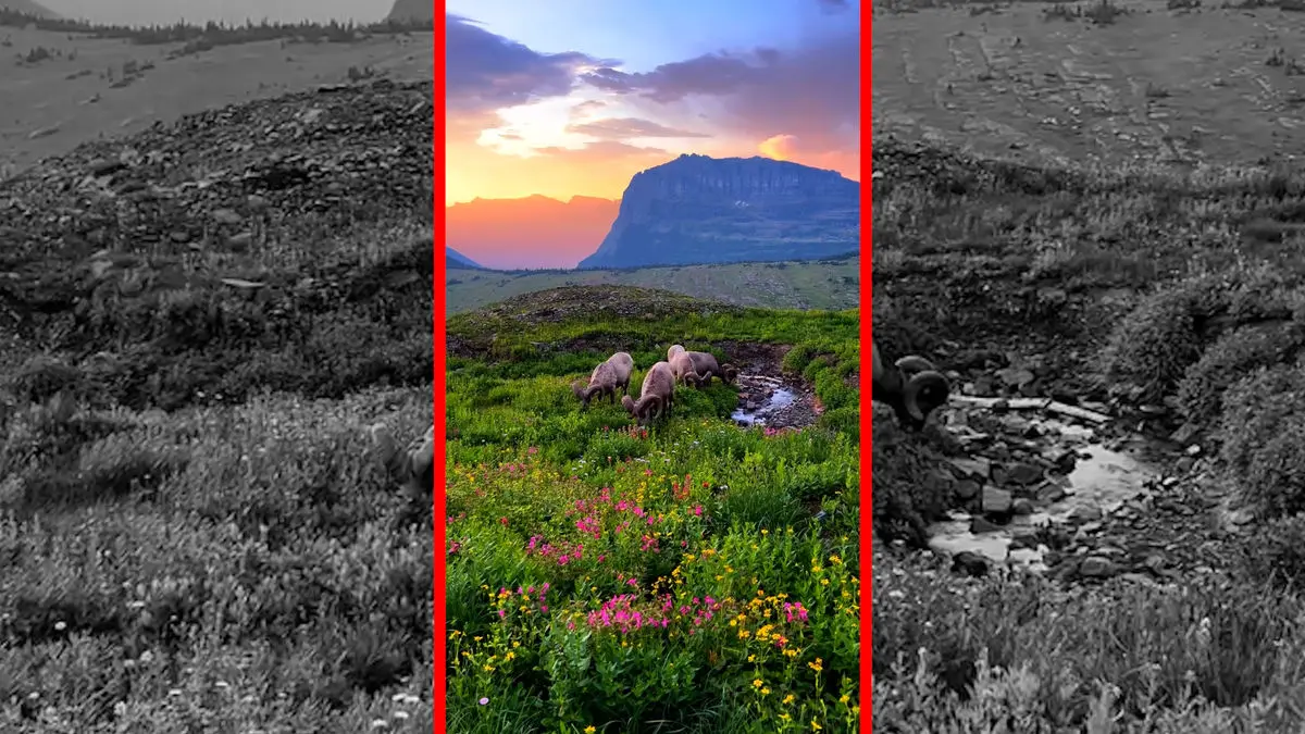 فیلم زیبایی قوچ‌ها در کوهستان سرسبز