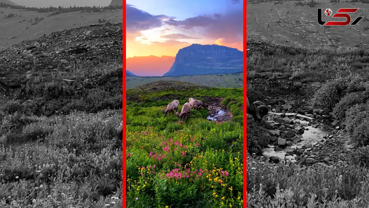 فیلم زیبایی قوچ‌ها در کوهستان سرسبز