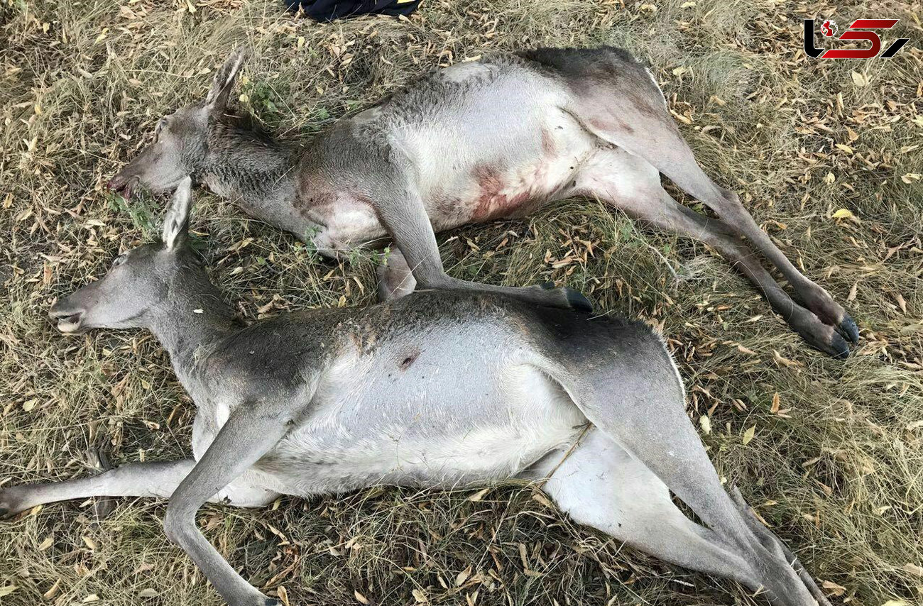 8 عکس دردناک از حیوانات کشته شده در جنگل های شمال+ عکس 