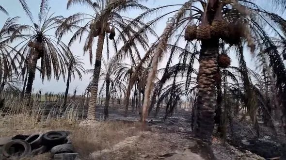 ۳۰ هزار نخل اروندکنار سوخت/ ۸۰ درصد مردم منطقه تحت پوشش کمیته امدادند و زندگی ندارند/ جنوب خوزستان از نقشه تصمیم‌گیری حذف شده ! + فیلم