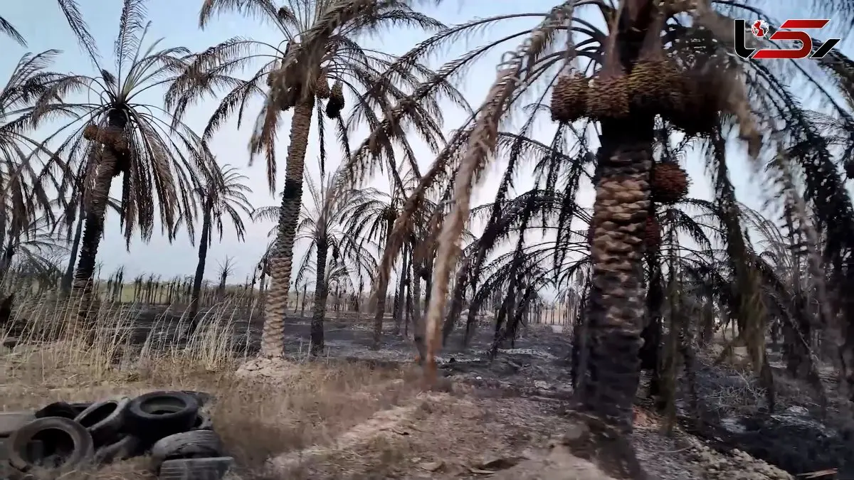 ۳۰ هزار نخل اروندکنار سوخت/ ۸۰ درصد مردم منطقه تحت پوشش کمیته امدادند و زندگی ندارند/ جنوب خوزستان از نقشه تصمیم‌گیری حذف شده ! + فیلم
