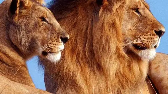 از حمله کرگدن به گردشگران تا بغل کردن تمساح