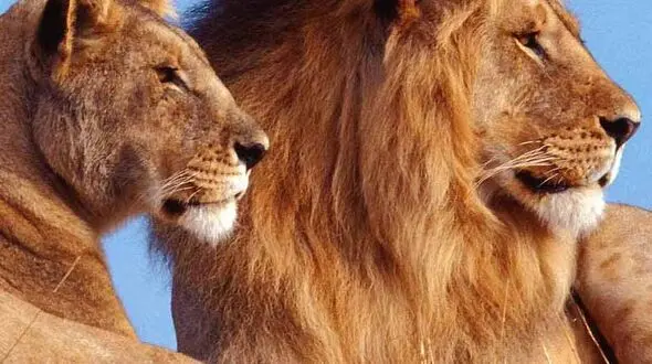 از حمله کرگدن به گردشگران تا بغل کردن تمساح