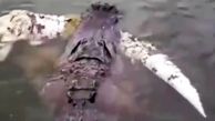 فیلم شکار تمساح غول پیکر در رودخانه / یک تمساح را تکه تکه کرده بود