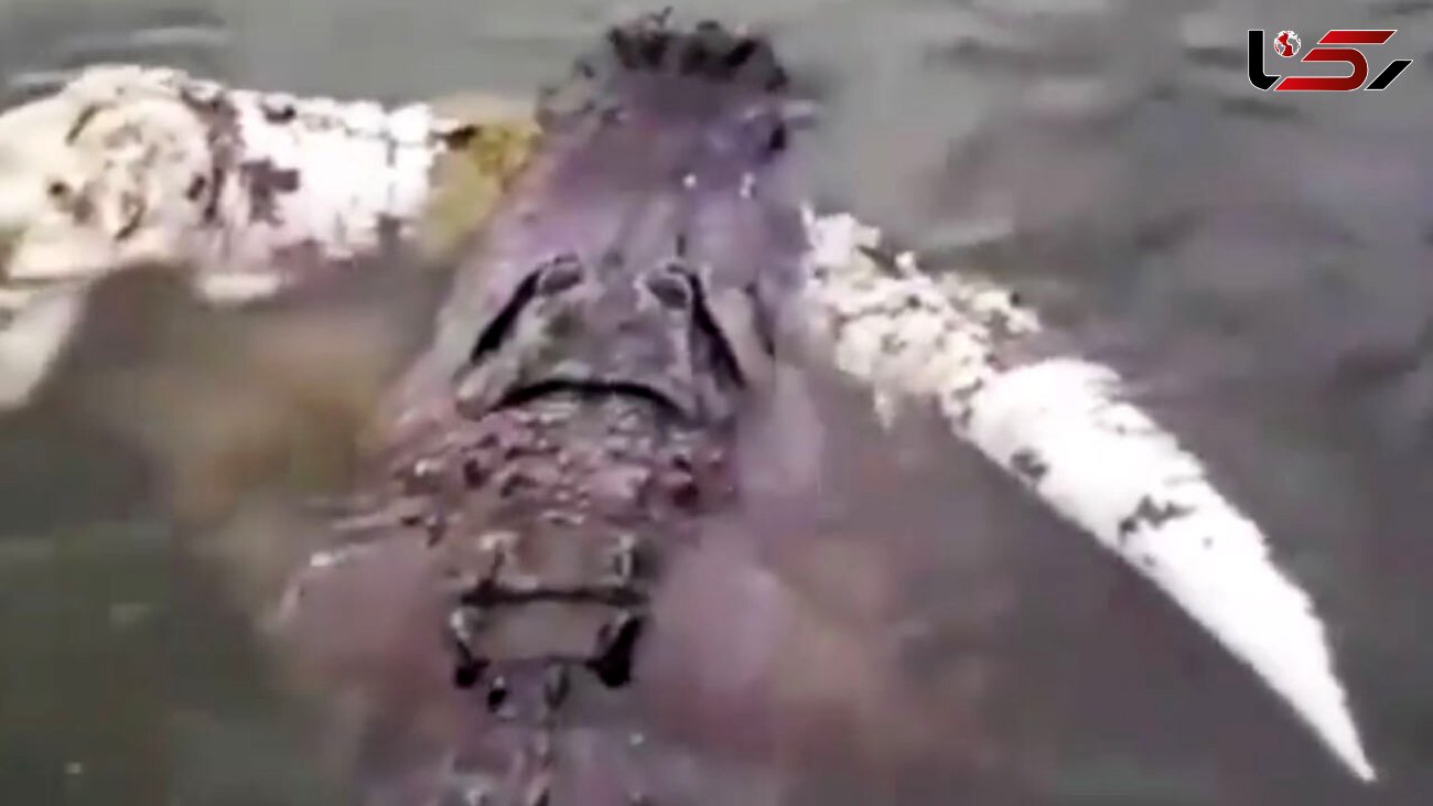 فیلم شکار تمساح غول پیکر در رودخانه / یک تمساح را تکه تکه کرده بود