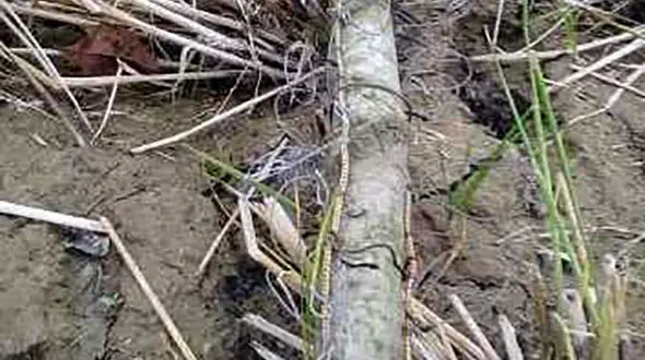 بیش از 100تله شکار و زنده گیری پرندگان شکاری در کیاشهر تخریب شد