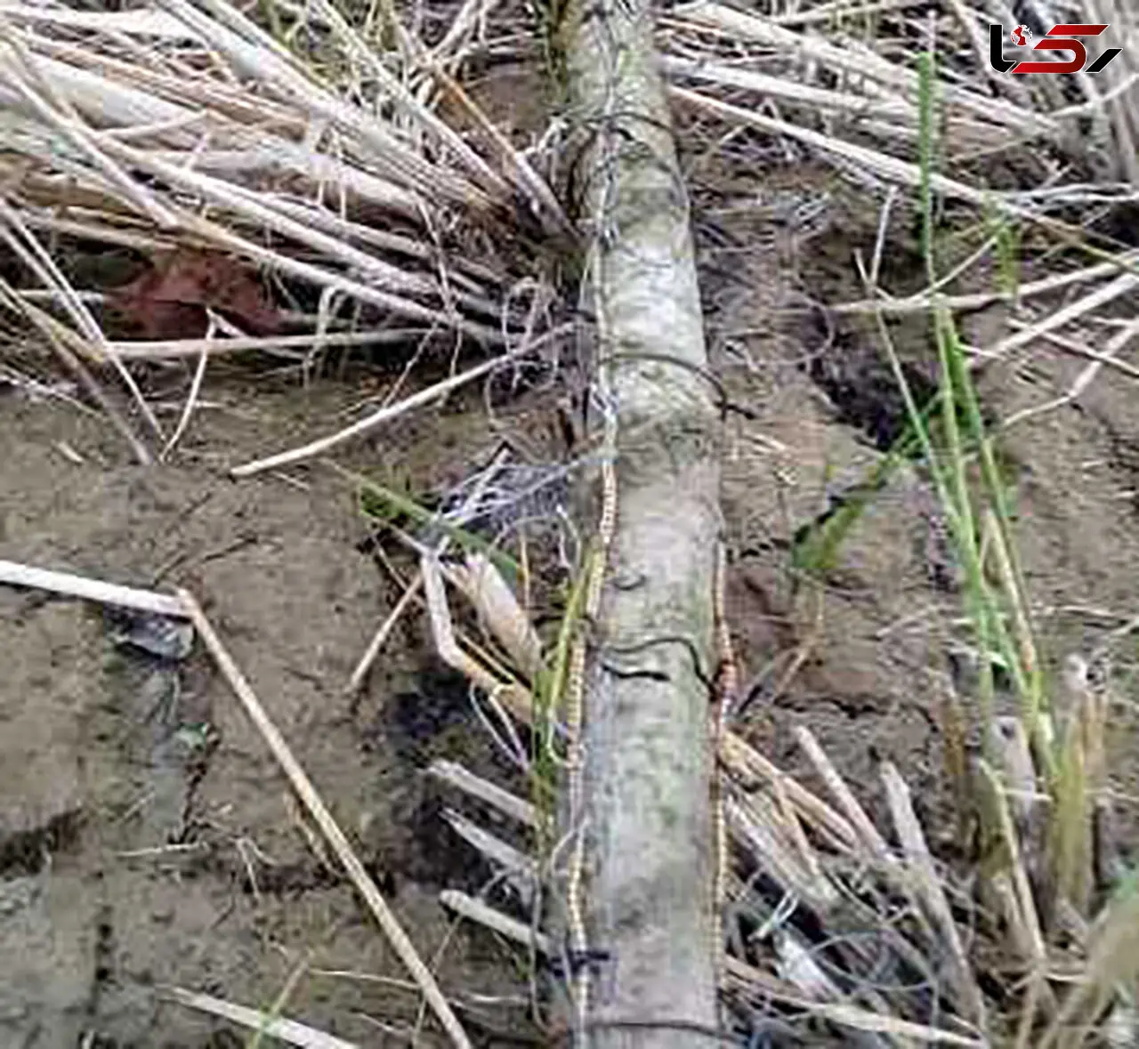 بیش از 100تله شکار و زنده گیری پرندگان شکاری در کیاشهر تخریب شد