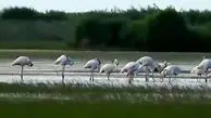 فرود فلامینگوهای مهاجر در تالاب بین‌ المللی بوجاق گیلان⁠ / فیلم