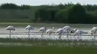 فرود فلامینگوهای مهاجر در تالاب بین‌ المللی بوجاق گیلان⁠ / فیلم