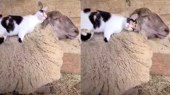 دوستی عاشقانه یک گربه با گوسفند + فیلم حیرت انگیز