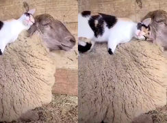 دوستی عاشقانه یک گربه با گوسفند + فیلم حیرت انگیز